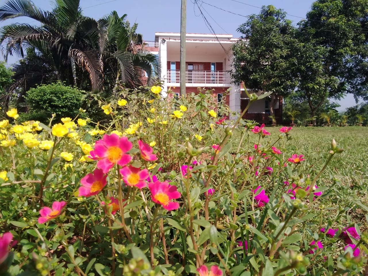 Front yard