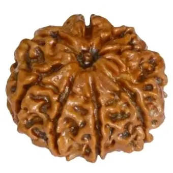 Rudraksha
