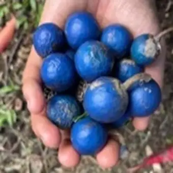 Rudraksha Fruit